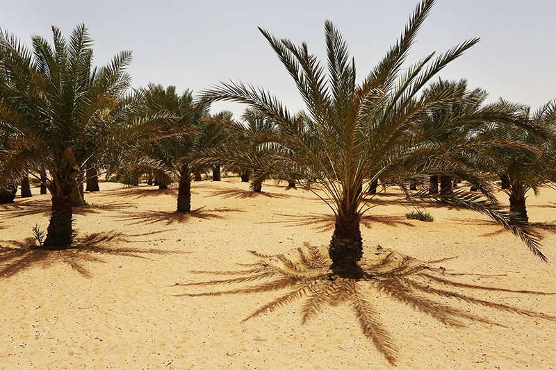 Dubai : United Arab Emirates  : Travel : Photos :  Richard Moore Photography : Photographer : 